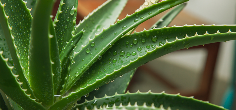 aloe vera vertus