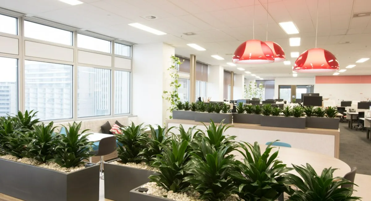 Office plants