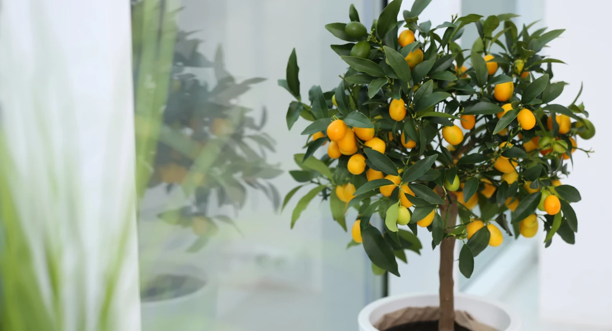 Citronnier avec des fruits mûrs sur le rebord de la fenêtre de l'appartement