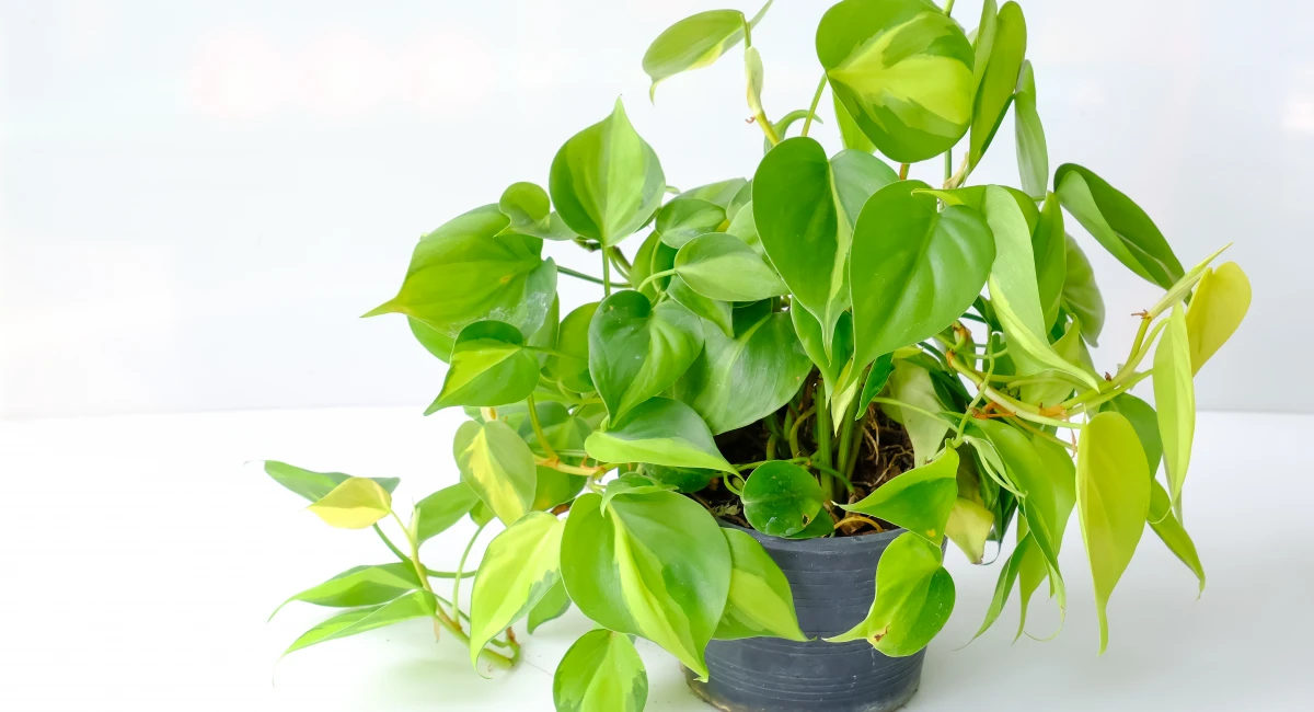 Plante d'intérieur facile à entretenir : Philodendron
