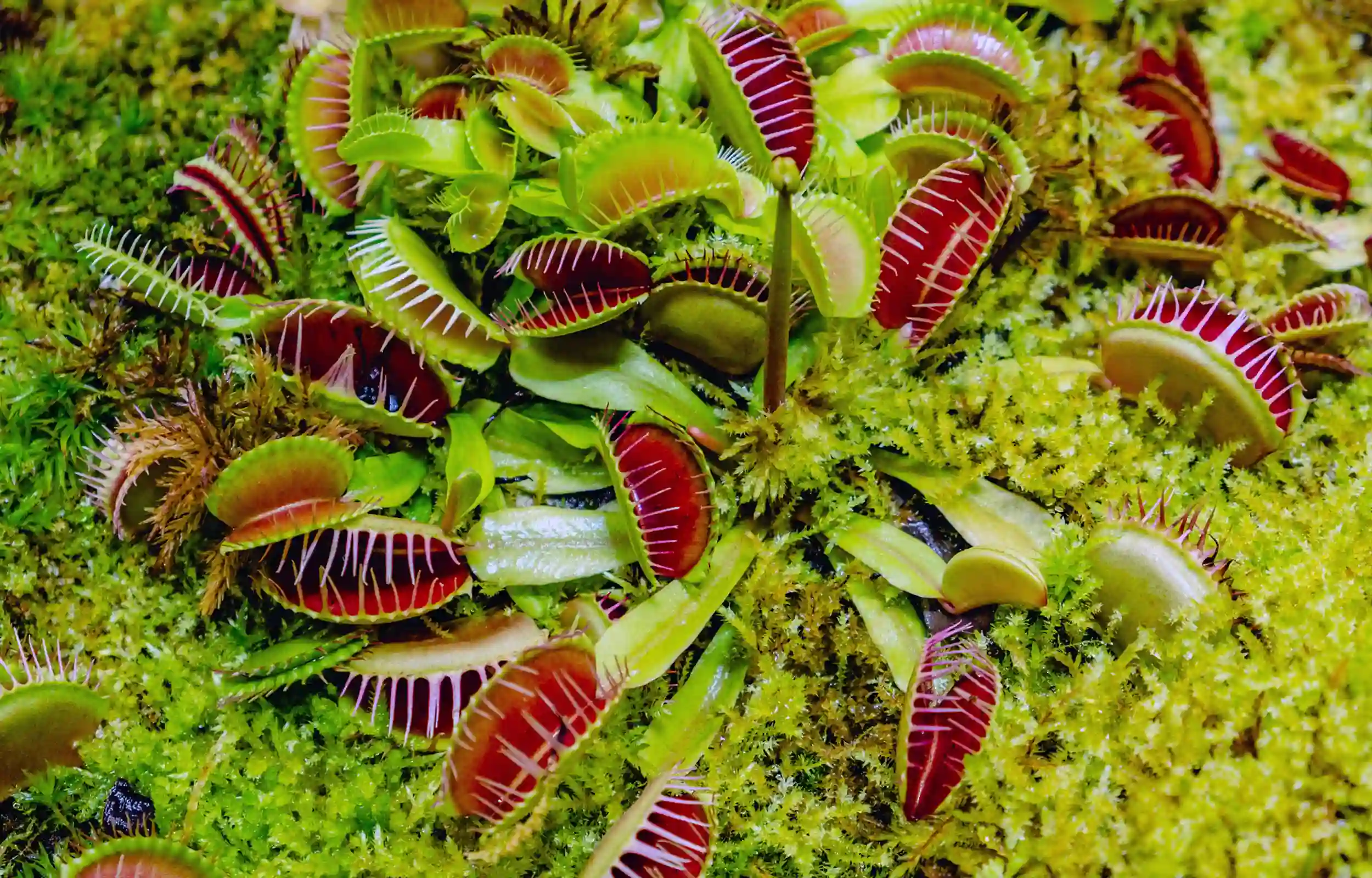 Venus Plant