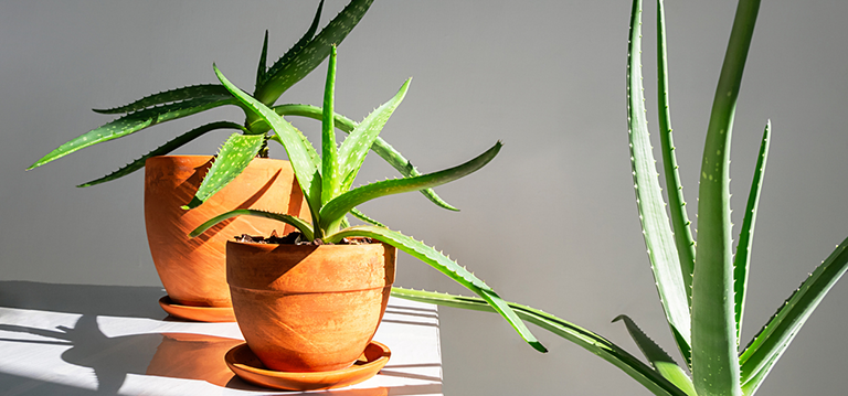 aloe vera vertus