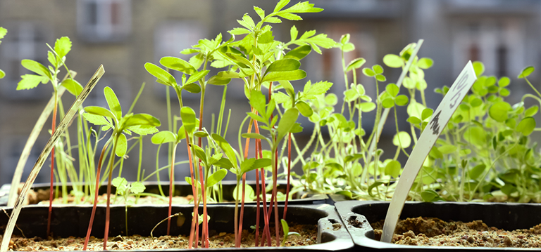 potagers urbains