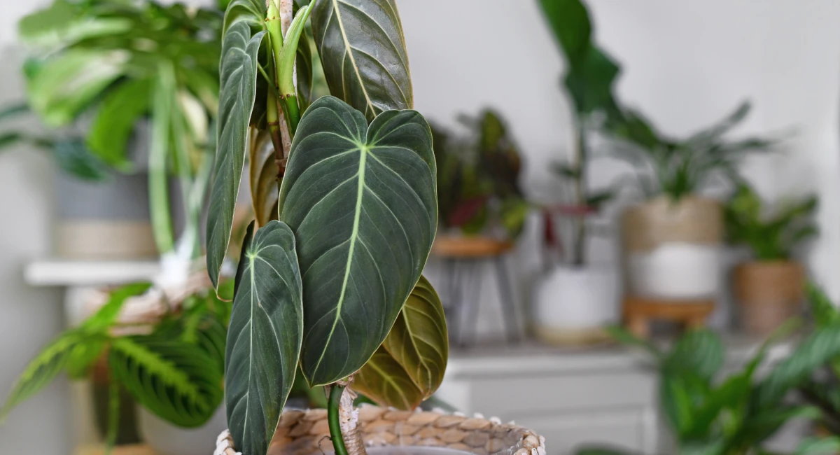 Cloison végétale créée grâce à une multitude de plantes vertes