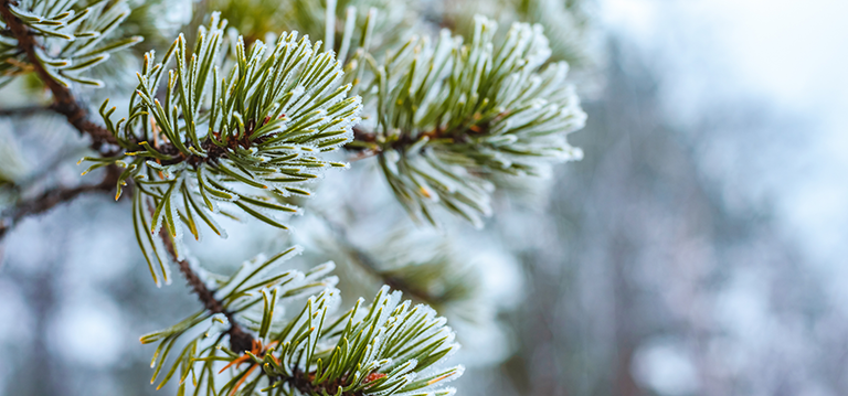 plantes froid