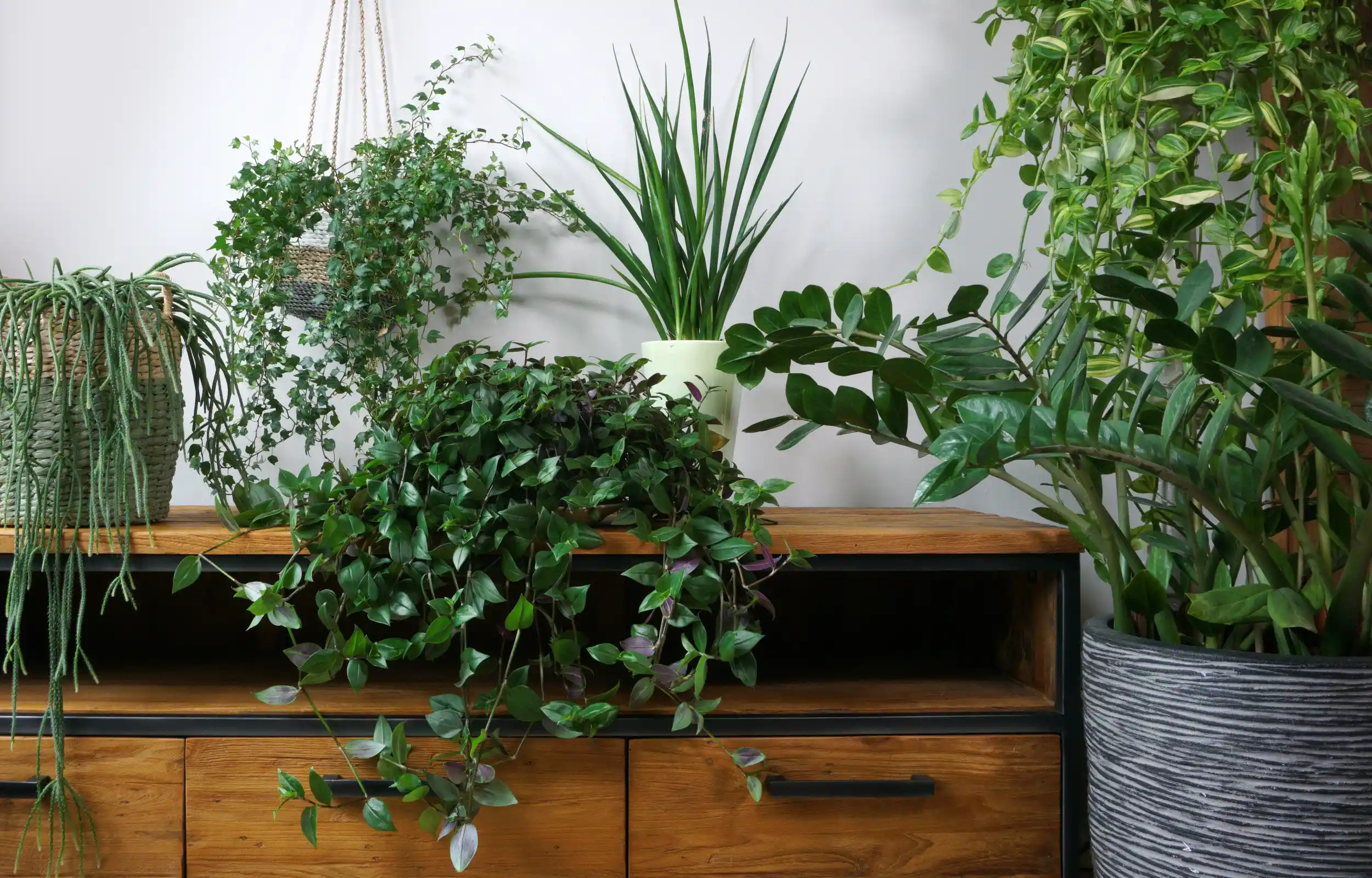 Serre d'une maison avec plantes d'ornement en pot