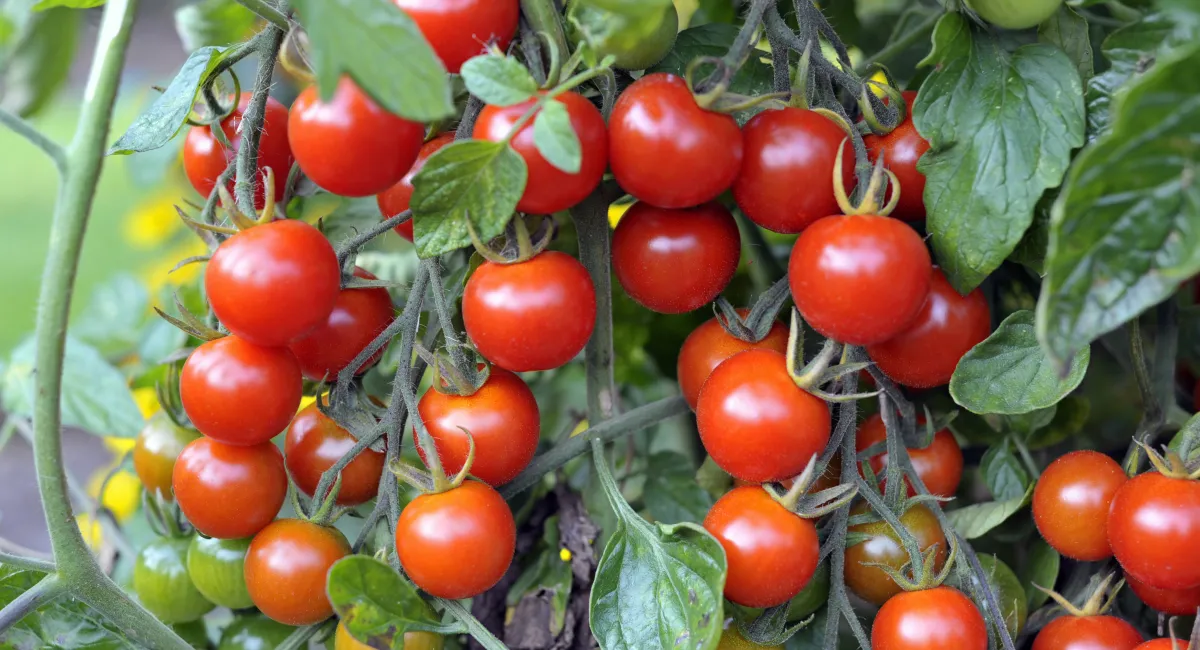 Pieds de tomates cerises à l'intérieur d'un appartement