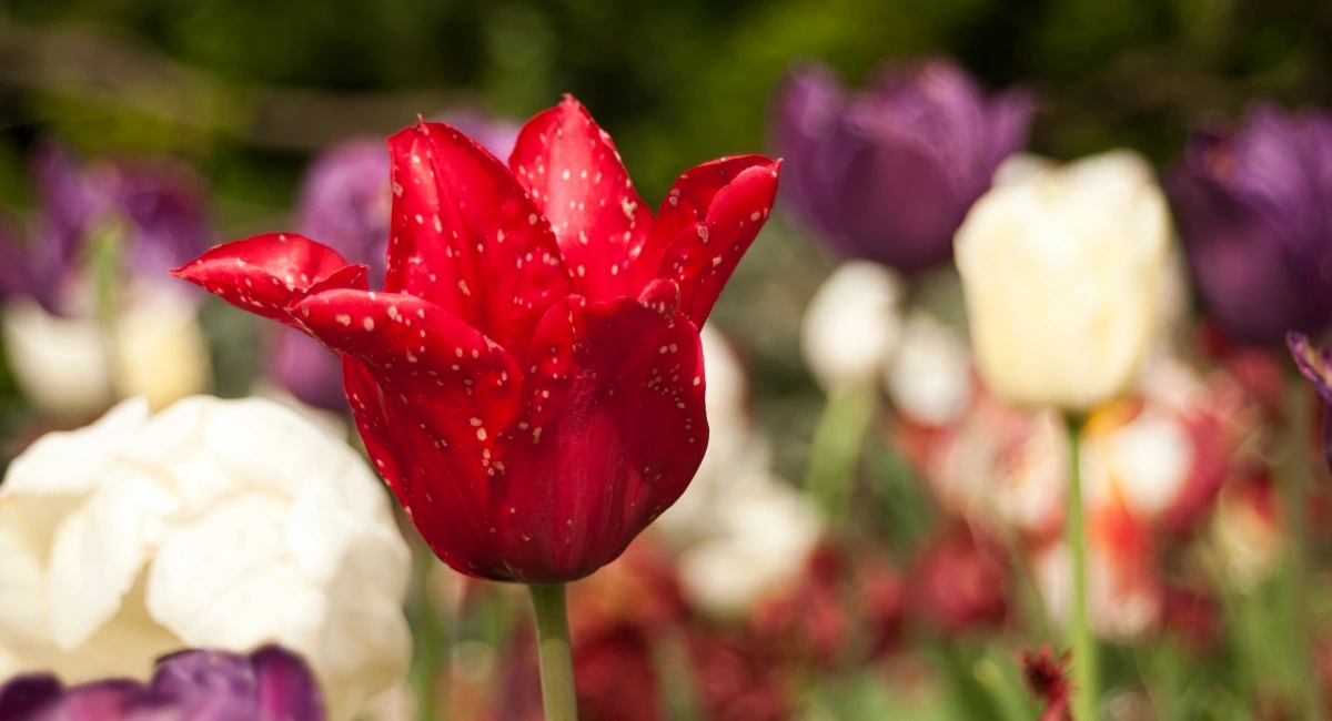 tulipes