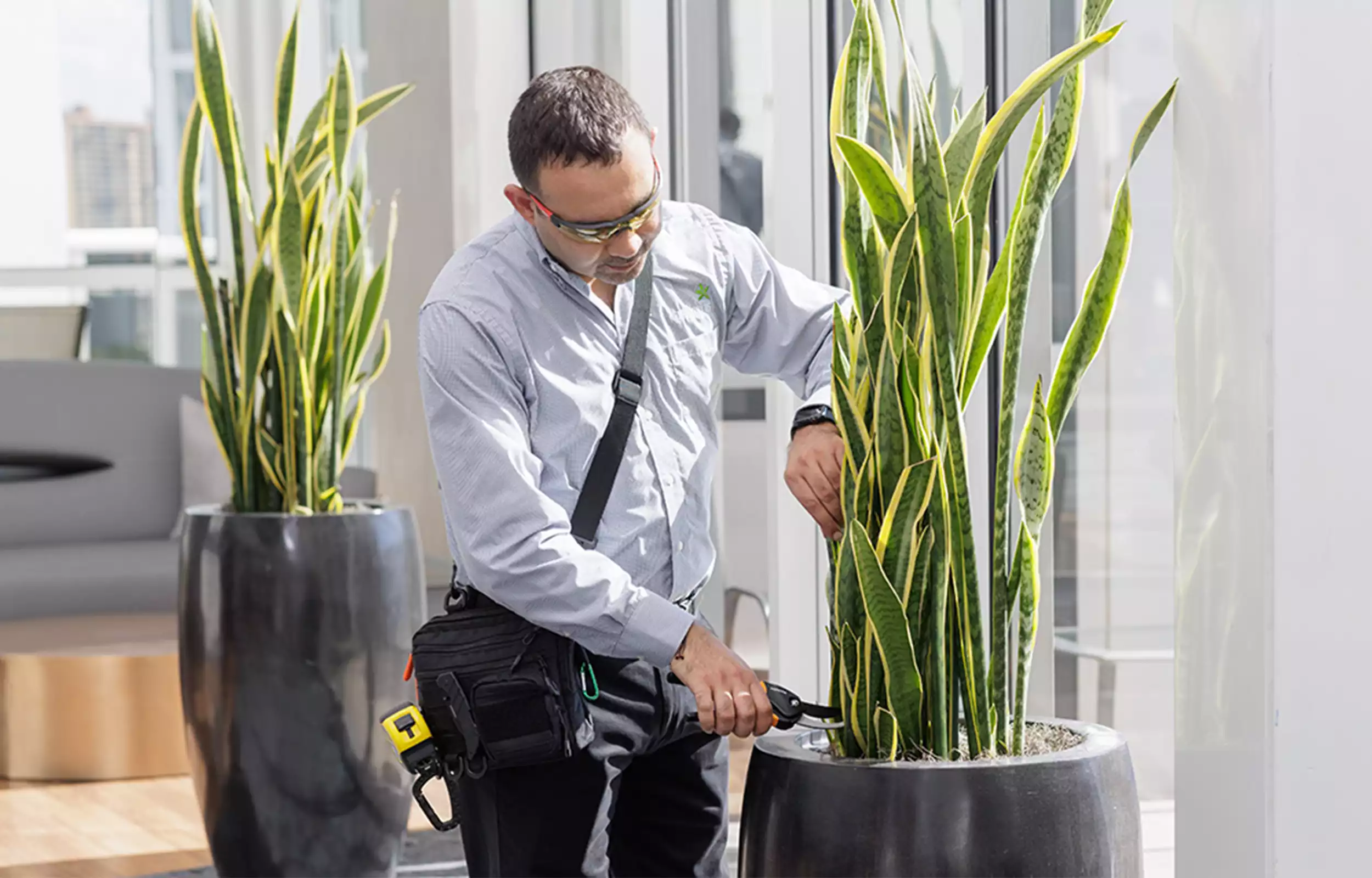 Plante dépolluante de bureau Sansevière à trois bandes