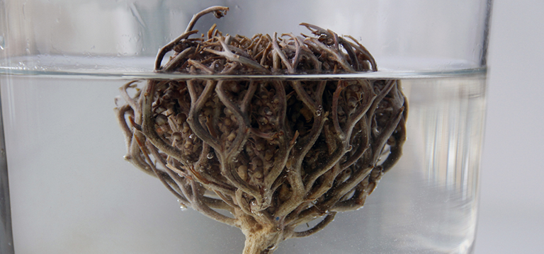 plantes gothiques halloween