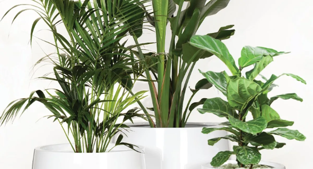 plantes au printemps 4