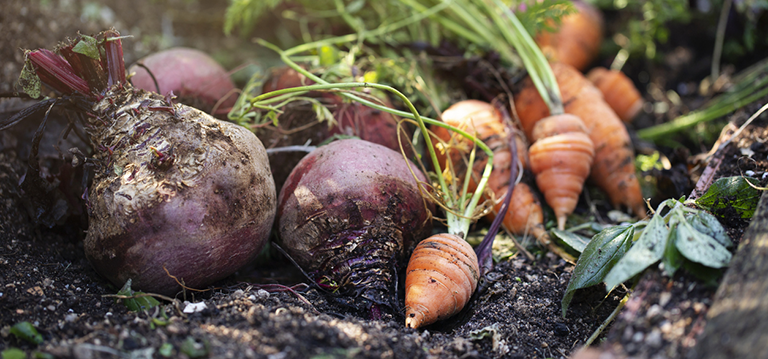potager changement de saison