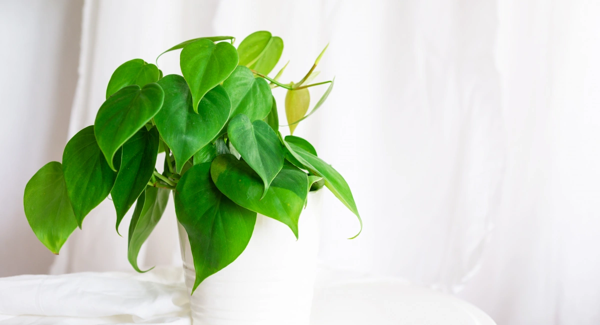 L'histoire des plantes d'intérieur