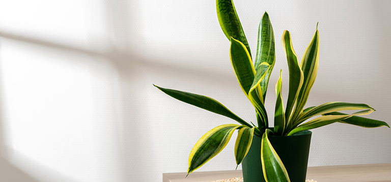 top 5 plantes bureau