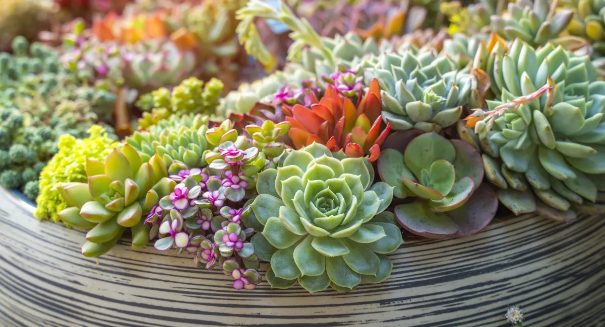 Cloison végétale créée grâce à une multitude de plantes vertes 2