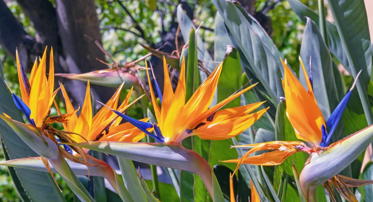 Plante oiseau de paradis